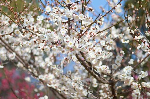 春の光と梅の花 春の光と梅の花の写真