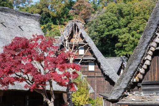 古民家と紅葉の秋景色 古民家,日本家屋,茅葺き屋根の写真素材