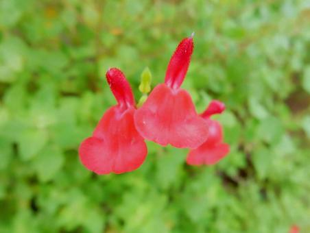【花の写真】チェリーセージ 【花の写真】チェリーセージ チェリーセージ,シソ科,花の写真素材