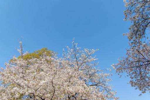青空に映える満開の桜 桜,花,花びらの写真素材