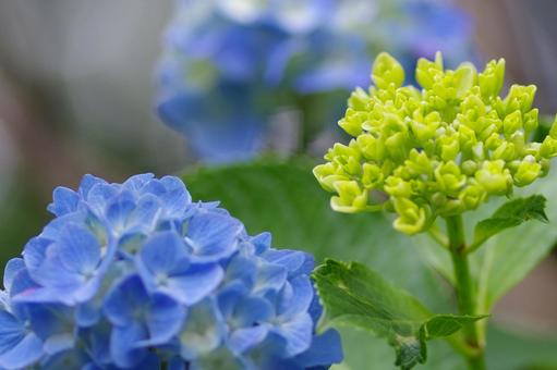 紫陽花 紫陽花の写真