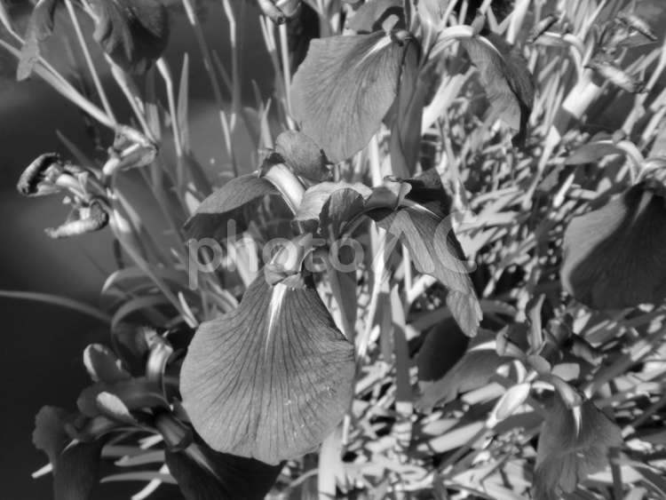 白黒写真のはなしょうぶ ハナショウブ,花,６月の写真素材