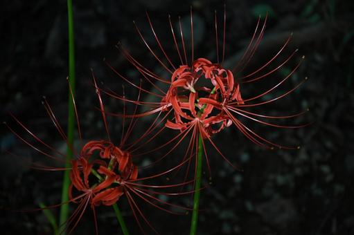 船岡城址公園の曼殊沙華　アップ 曼殊沙華,彼岸花,リコリスの写真素材