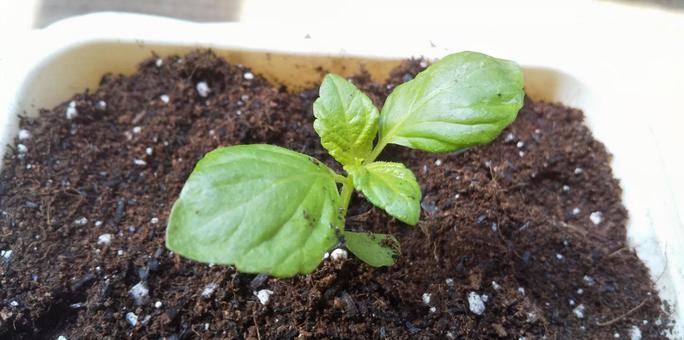 紫蘇の写真素材 写真素材なら 写真ac 無料 フリー ダウンロードok