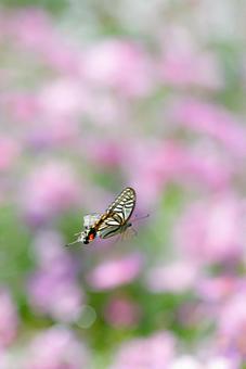 Photo, নিসর্গ, শরৎ, প্রজাপতি, 