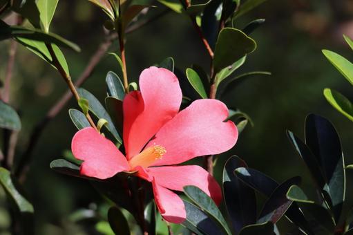 緑の葉と赤い花びらのアザレアツバキの花 緑,葉,赤いの写真素材