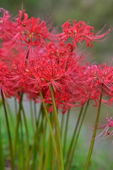 小矢部・ヒガンバナの里の写真