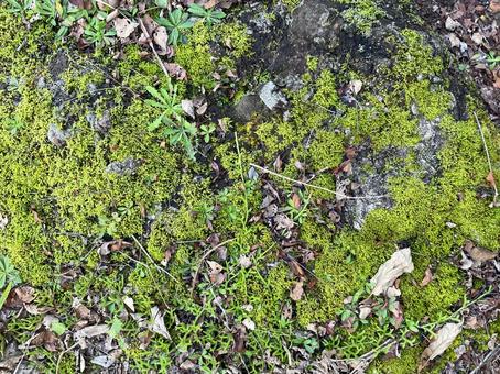 苔と土のテクスチャ 苔と土のテクスチャ 苔,絨毯,テクスチャの写真素材