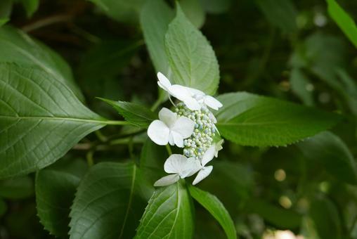White hydrangea, JPG White hydrangea, JPG