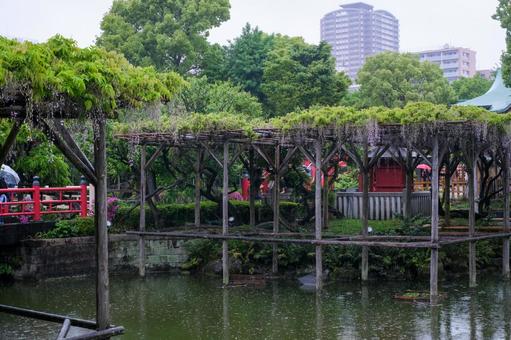 亀戸天神社の藤の花 亀戸天神社の藤の花 藤の花,亀戸天神社,亀戸の写真素材
