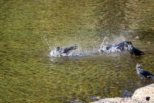 カラスの水浴び⑷ カラスの水浴び⑷の写真