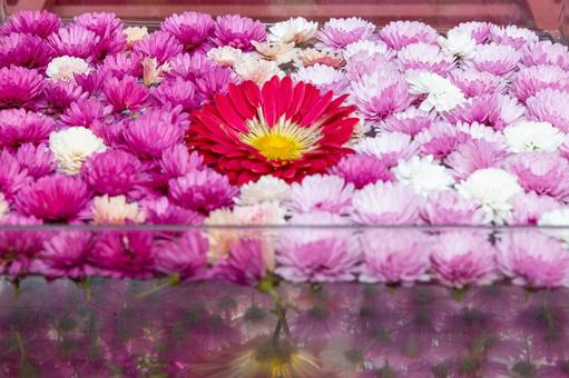 2025笠間の菊祭り7 菊祭り,笠間,秋の写真素材