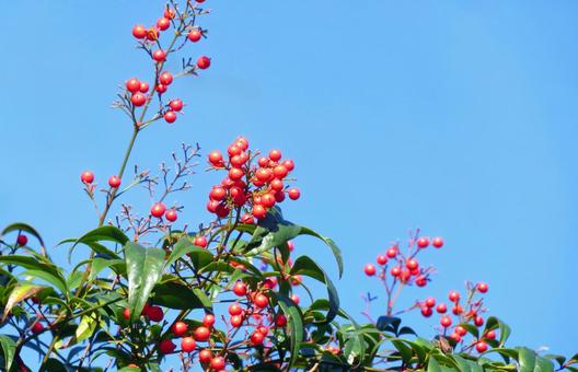 南天の赤い実と青空 南天,赤い実,青空の写真素材