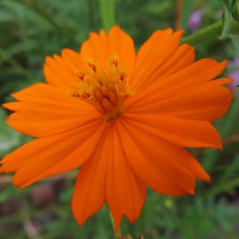 キバナコスモス キバナコスモス キバナコスモス,花,花びらの写真素材