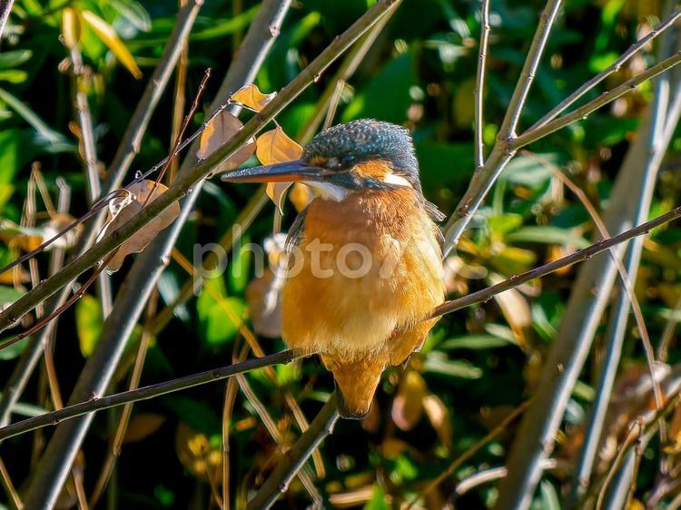 枝にとまるカワセミ カワセミ,野鳥,鳥の写真素材