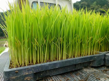 田植え前の稲(苗) 田植え前の稲(苗)の写真