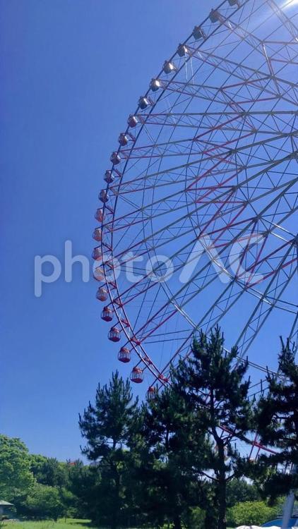 【葛西臨海公園】観覧車と夏の青空 葛西臨海公園,観覧車,大観覧車の写真素材