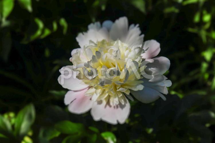 シャクヤクの花のクローズアップ シャクヤク,芍薬,花の写真素材