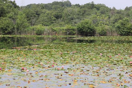 自然の池のスイレン 自然の池のスイレンの写真