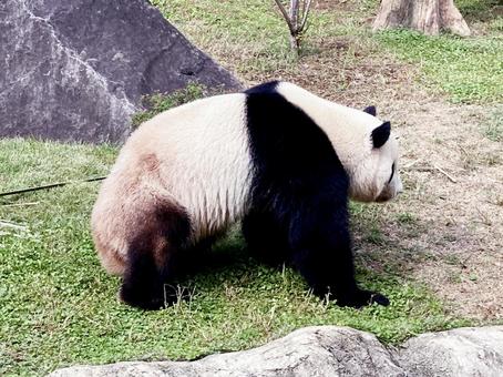 パンダ パンダ パンダ,ジャイアントパンダ,大熊猫の写真素材