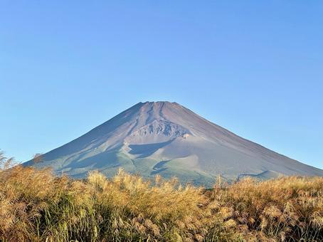 黄金色のススキと富士山 黄金色のススキと富士山 富士山,ススキ,秋の写真素材