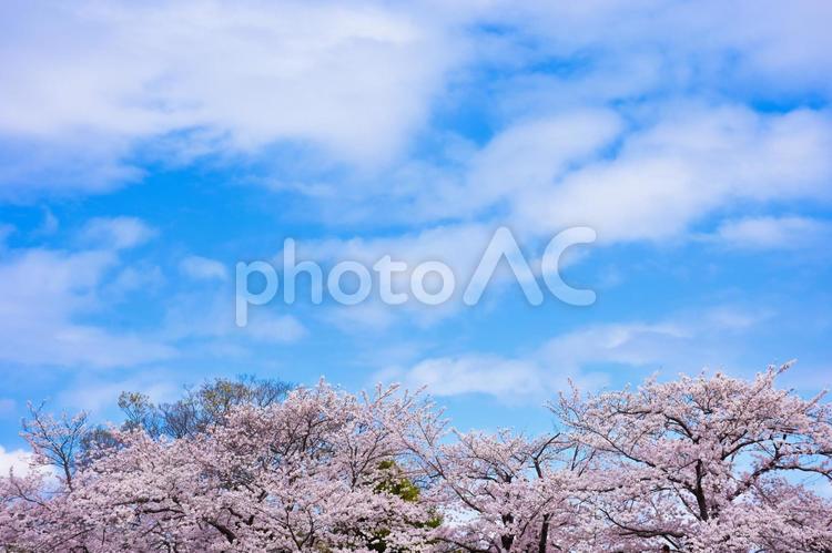 日本の春景色　青空にピンク色の満開の桜 桜,満開,花見の写真素材