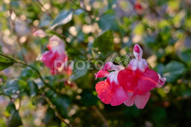 雨上がりのチェリーセージの花 花,植物,水滴の写真素材