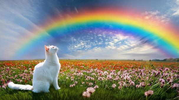 虹を見上げる猫3 虹を見上げる猫3の写真