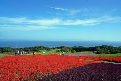 淡路島　あわじ花さじき76　サルビア 兵庫県,あわじ花さじき,サルビアの写真素材