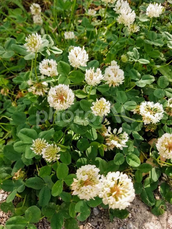 春と夏の花しろつめくさ クローバー,自然,植物の写真素材