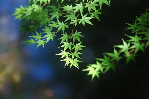 もみじ もみじの写真