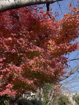 紅葉 紅葉の写真
