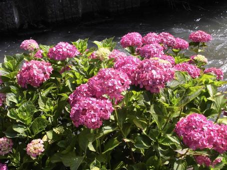 満開のあじさい 満開のあじさい あじさい,花,紫陽花の写真素材