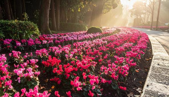 シクラメンの花 シクラメンの花の写真