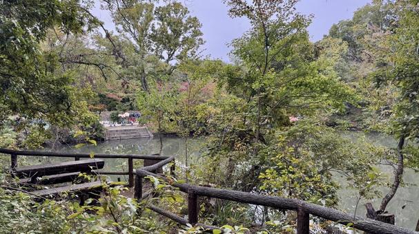 早朝の池の写真