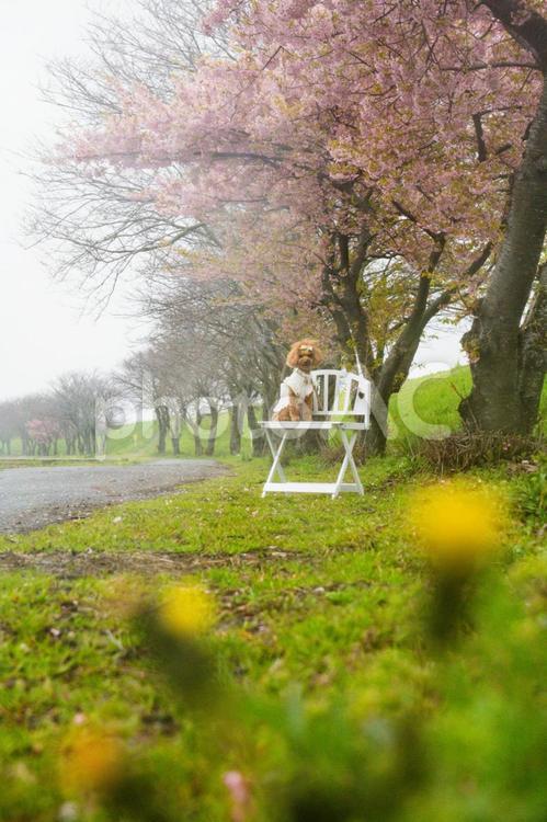 桜とトイプードル トイプードル,トイプー,さくらの写真素材