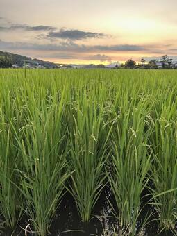 夕焼けと稲穂 夕焼け,田んぼ,秋の写真素材
