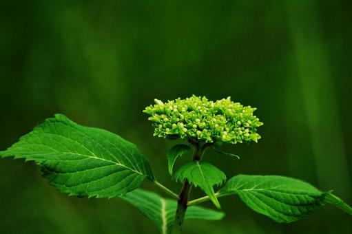 5月、開花前のアジサイの写真
