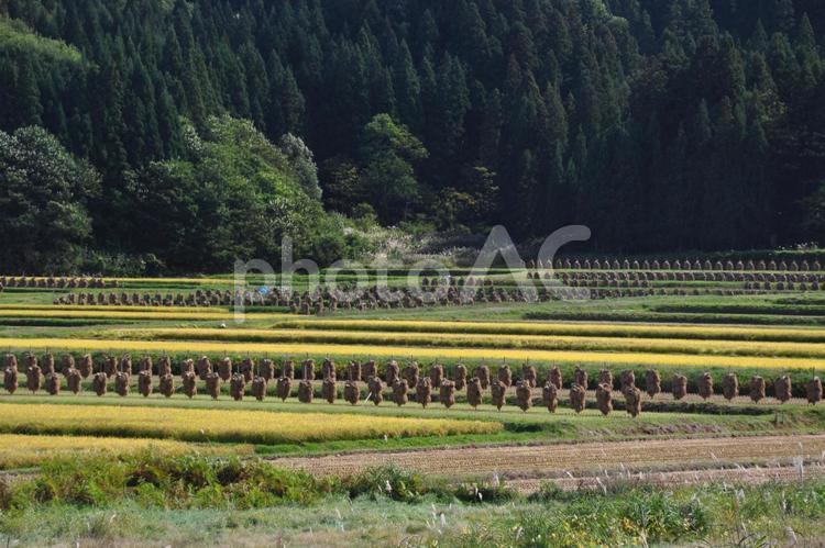 山形の田舎の風景 田舎,田んぼ,田畑の写真素材