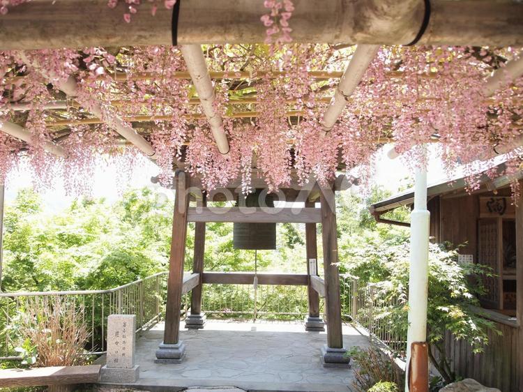 北九州市八幡西区吉祥寺の藤棚2 北九州市八幡西区吉祥寺,藤棚,自然の写真素材