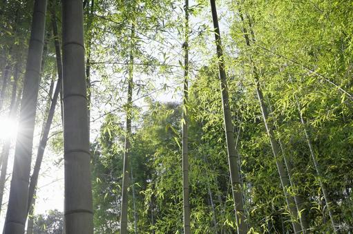 竹林 散策,竹林,癒しの写真素材