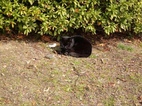 クロ 座る クロ 座る 猫,野良猫,くろの写真素材