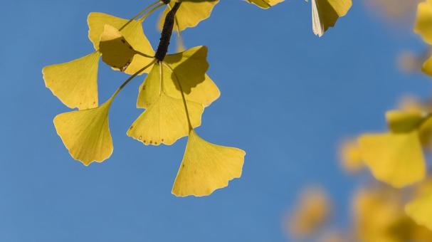 秋の公園 紅葉,イチョウ,秋の写真素材
