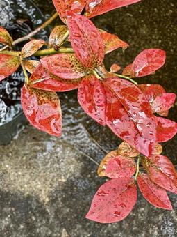 赤い葉っぱの写真