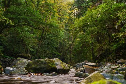 深山の清流(濁河川) 深山の清流(濁河川) 川,登山,山道の写真素材