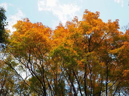 紅葉の季節に 紅葉の季節にの写真