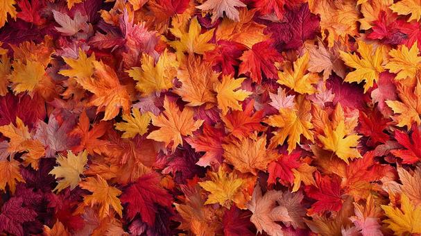 秋の地面を覆うカエデ葉のイメージの写真