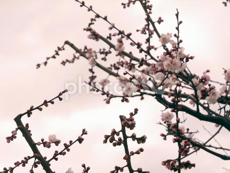 梅の花 春,木,自然の写真素材