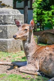 奈良公園の鹿たち 奈良公園の鹿たちの写真