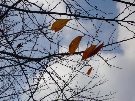 Remaining Autumn Leaves-4, JPG Remaining Autumn Leaves-4, JPG